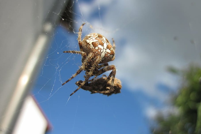 Под Екатеринбургом заметили ядовитого паука