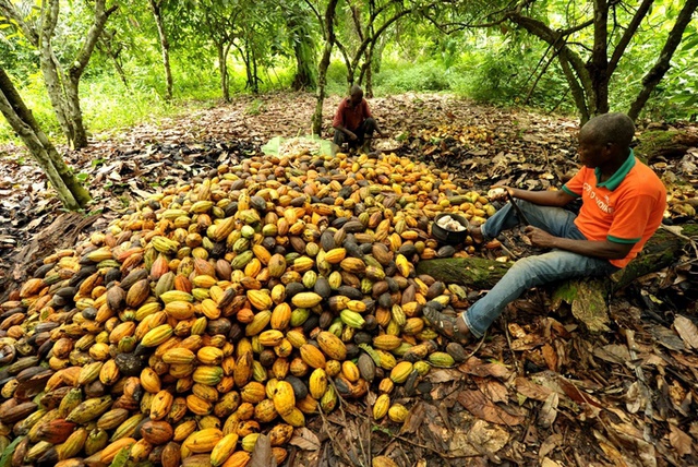 Какао-бобы дорожают из-за вируса Эбола