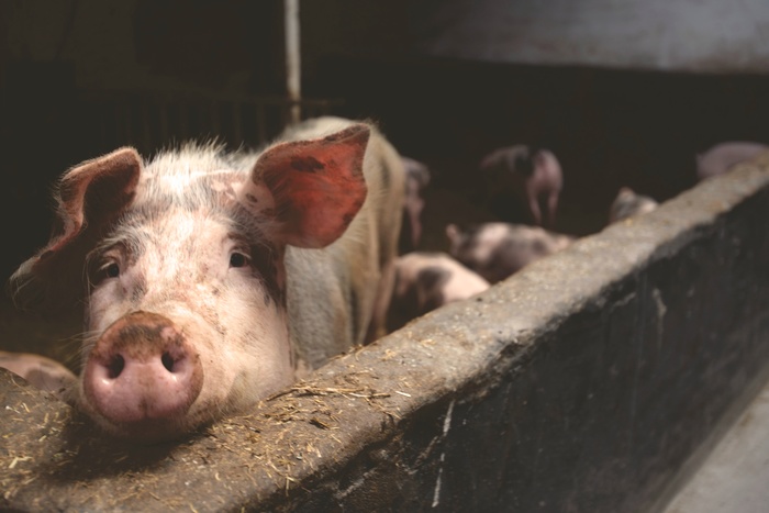 В Свердловской области объявили карантин из-за африканской чумы свиней