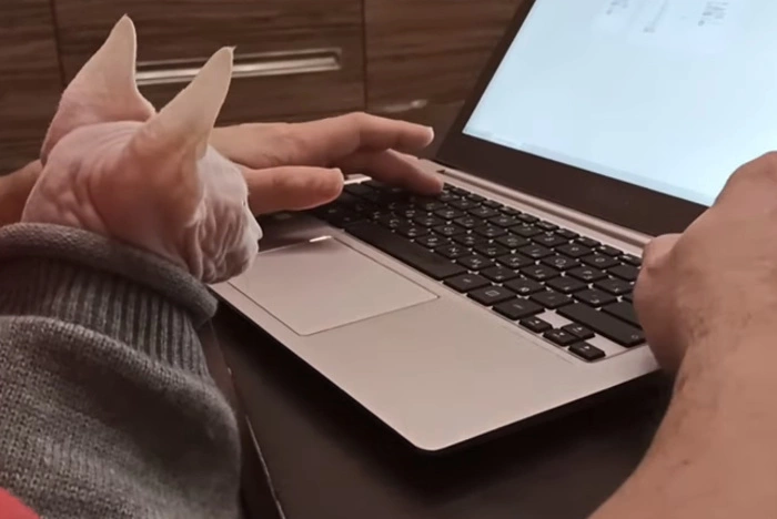 Хозяйка брошенного в Кольцово сфинкса заявила о его «похищении»