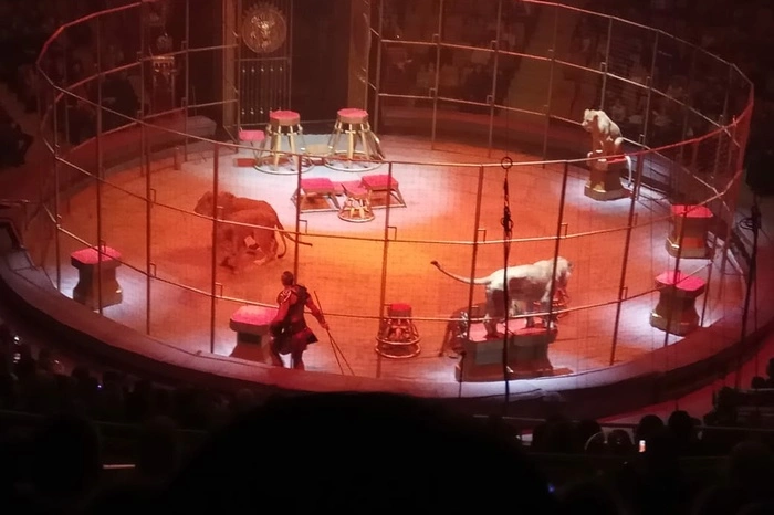 Зрители приняли дрессировщика номера с подравшимися львами за самого Гию Эрадзе