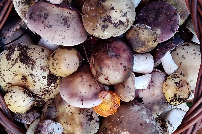 Свердловчане продолжают собирать грибы даже в конце октября