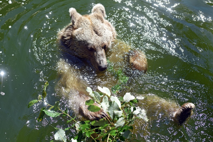 Десятки медведей поселились на свалке в ХМАО