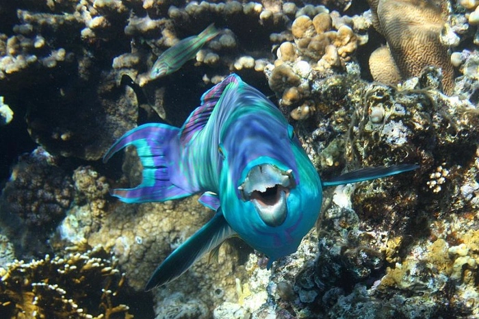 СМИ: Россия готовится возобновить авиасообщение еще с 7 странами дальнего зарубежья