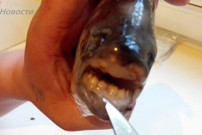 Житель Тулы поймал рыбу с похожими на человеческие зубами