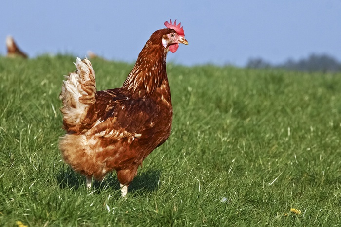 Россельхознадзор запретит ввоз мяса птицы из ряда европейских стран