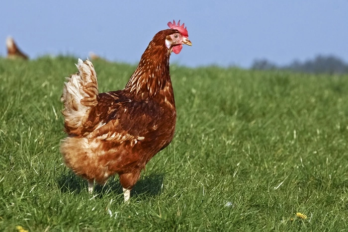 Россельхознадзор запретит ввоз мяса птицы из ряда европейских стран