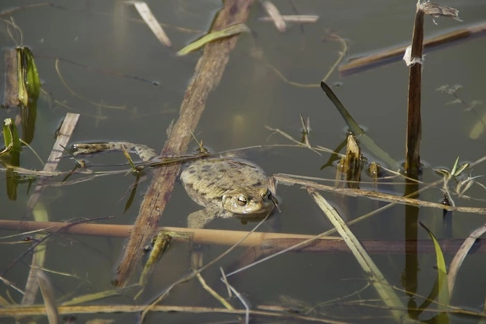 Дендропарк в Екатеринбурге закрывают на просушку
