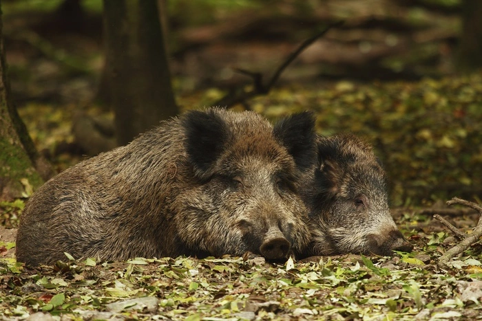 Смертельно опасная африканская чума добралась до России
