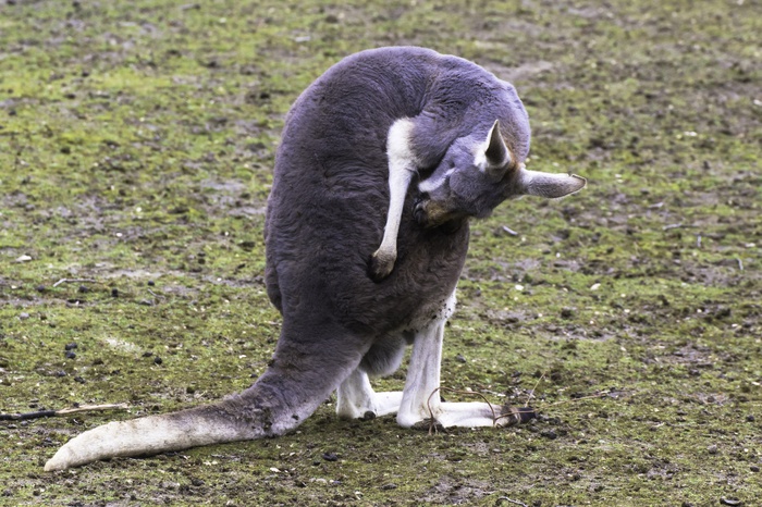 В Австралии осуждён подросток, который хотел начинить взрывчаткой сумку кенгуру