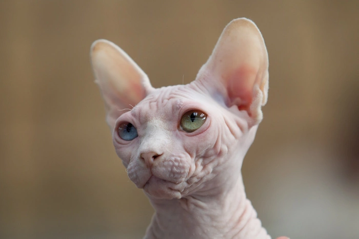 Канадка купила побритого кота по цене сфинкса