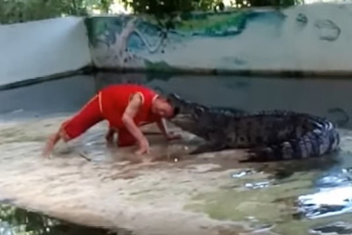 Крокодил укусил дрессировщика за голову на шоу в Таиланде