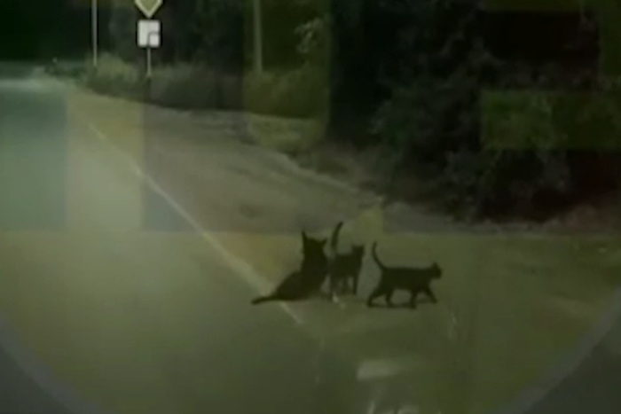 На Кубани два кота перевели раненую собаку через дорогу (ВИДЕО)