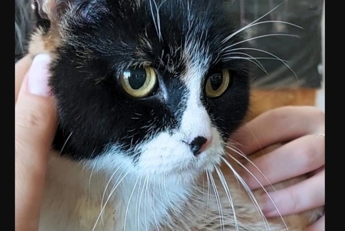 Кошке Нонне нашли в Екатеринбурге новый дом