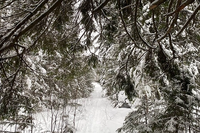 Свердловчанам сообщили, где купить дёшево живую и свежую ёлку