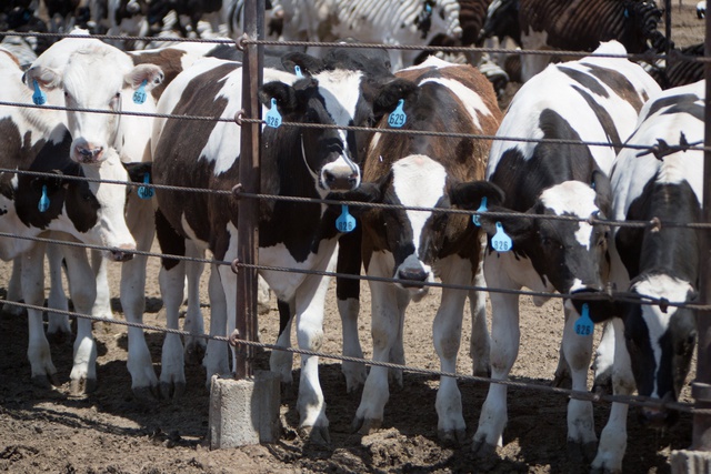 Россельхознадзор задумался о полном запрете импорта говядины из США