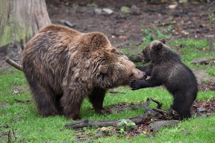 Делом об издевательствах над курильским медведем займется СКР