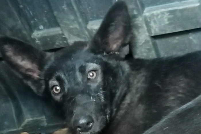 «Это и есть конкуренция». Как собачий приют Артемовского стал «Освенцимом для животных»