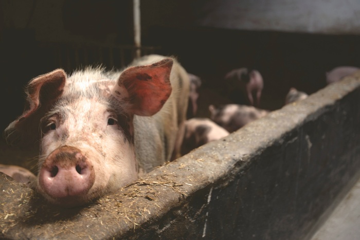 Ученые предупредили об угрозе распространения африканской чумы свиней в Свердловской области
