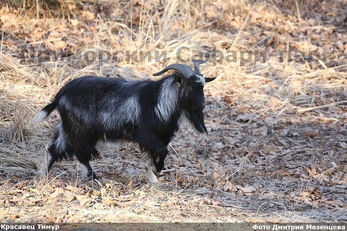 Козла Тимура выписали из лазарета и привезли ему невесту Маньку