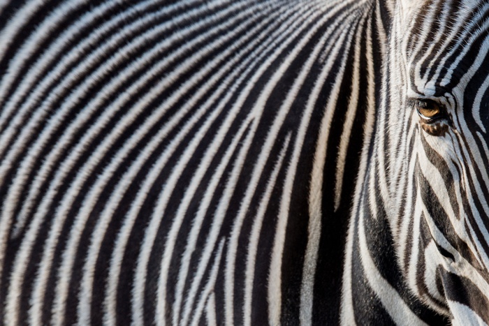 Daily Mail: в норвежском зоопарке зебру скормили тиграм на глазах у посетителей