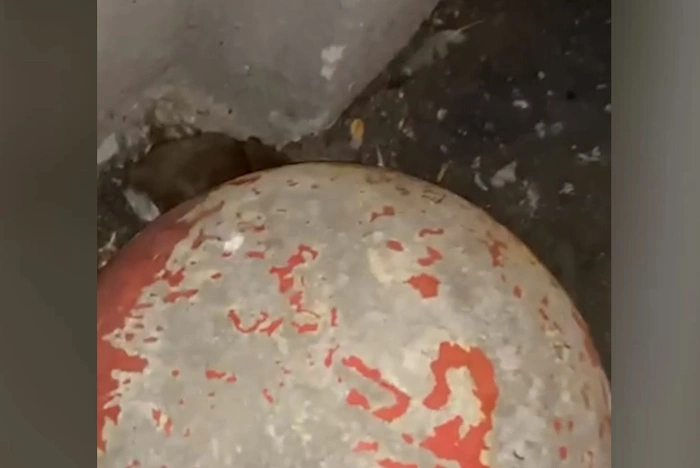 Дом в центре Екатеринбурга атаковали полчища крыс