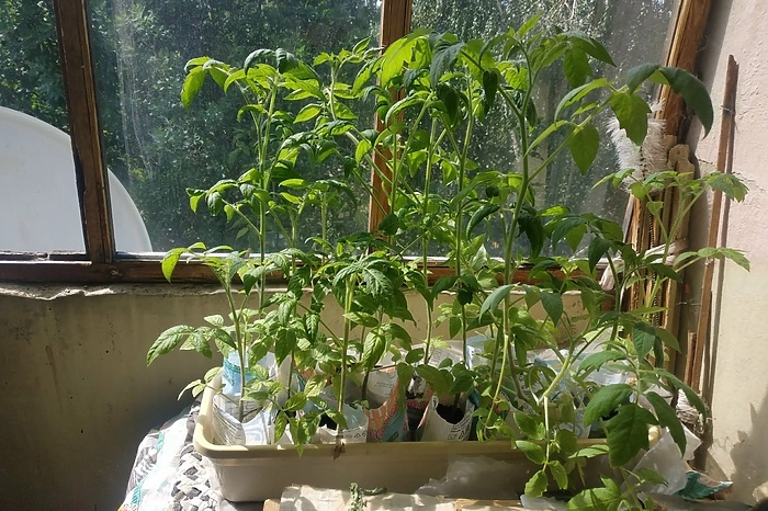 Домовым чатам в МАХ назначат официальных администраторов