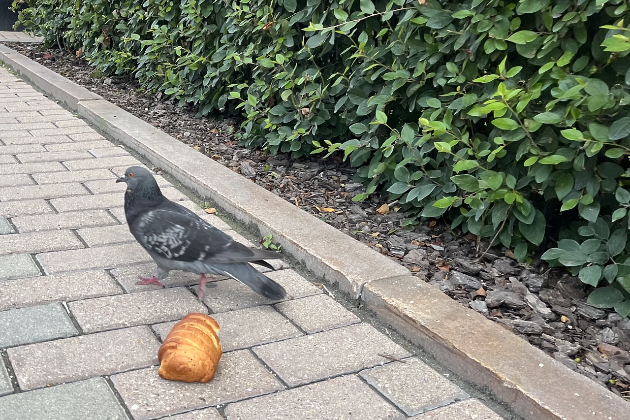 Стало известно, что грозит за кормление голубей