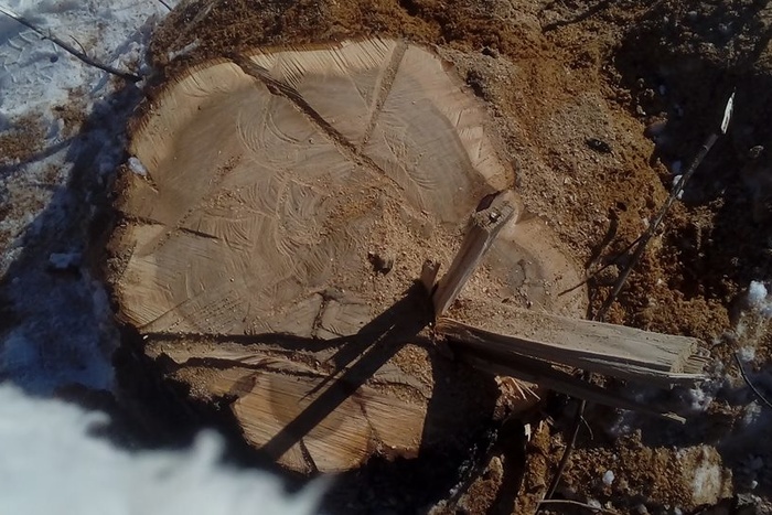 Ради строительства ледовой арены вырубаются вековые деревья усадьбы Первушина