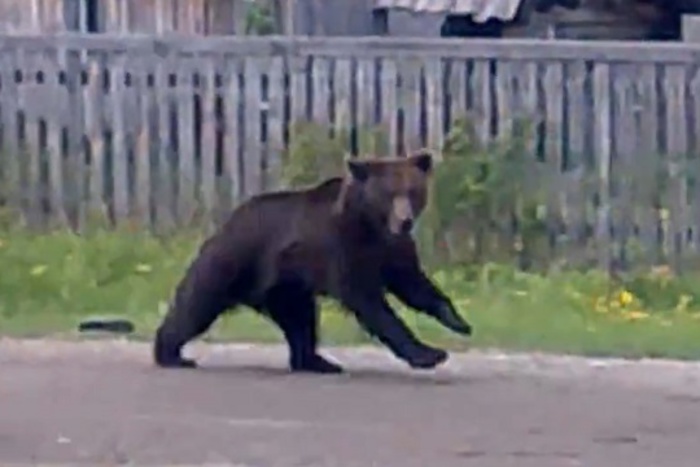 В Алапаевском районе по деревне бегают медведи