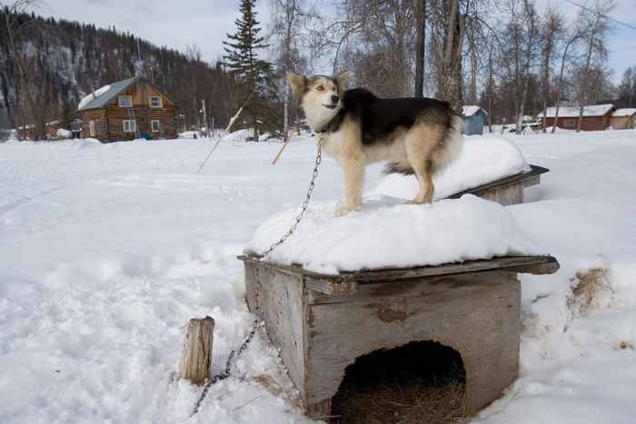 На Урале рецидивисту грозит три года тюрьмы за убийство собаки