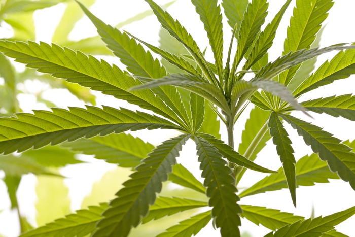 Полицейские задержали екатеринбуржца, выращивавшего у себя в квартире марихуану