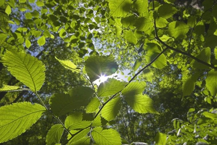 Ученые УрФУ разработали технологию очистки воды и воздуха