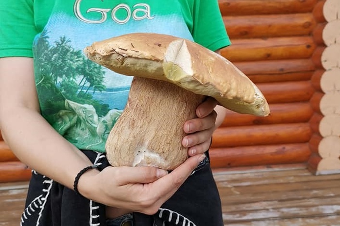 Возле затопленных Нижних Серёг свердловчанка нашла гигантский белый гриб