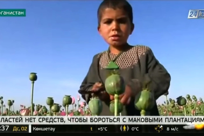 Талибы* запретили выращивание мака на всей территории Афганистана