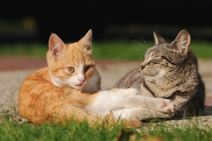 ИГИЛ начало борьбу с котиками