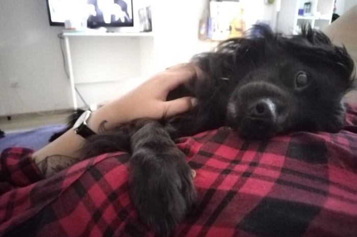 Бездомных собак запретят выпускать из приютов