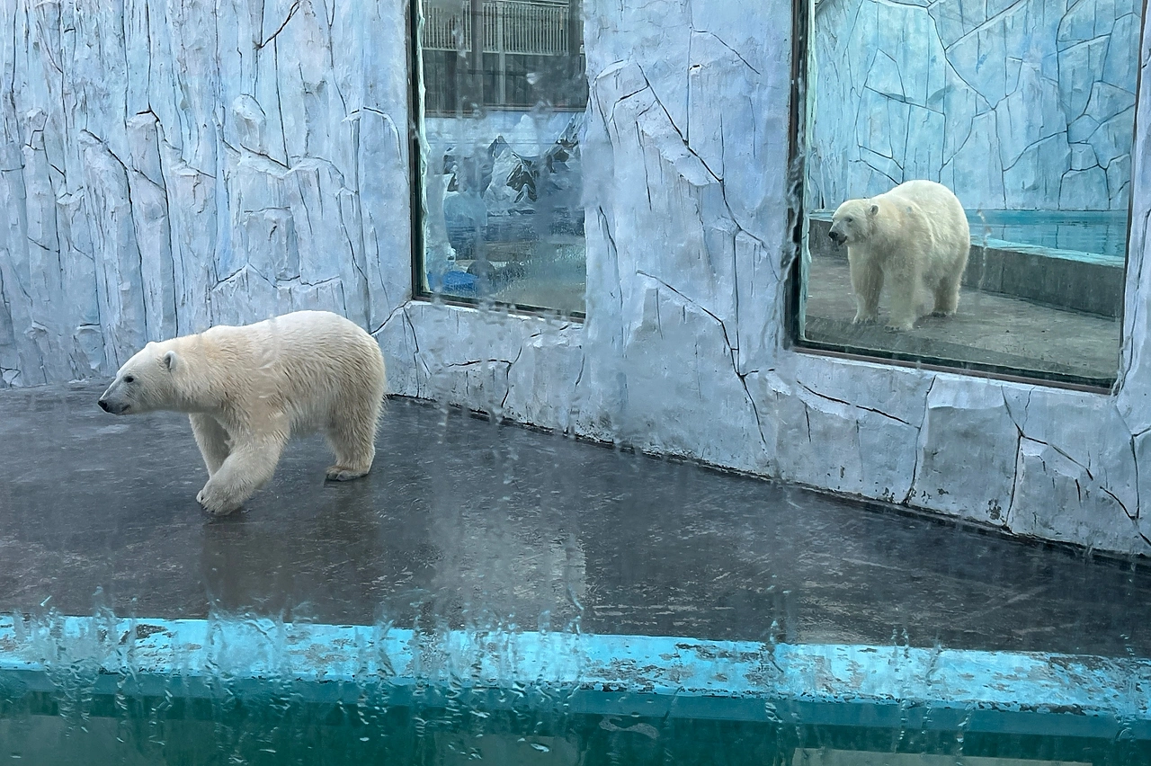 Сегодня Екатеринбургский зоопарк можно будет посетить бесплатно