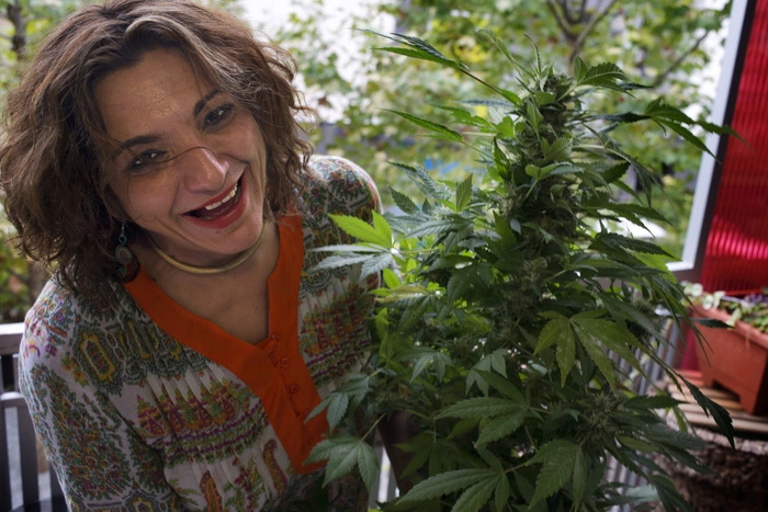 На Украине задумались о частичной легализации марихуаны