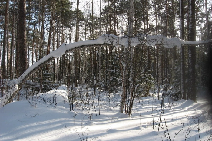 Лесничий в Ревде получил 8 лет строгого режима за взятку от «черного» лесоруба