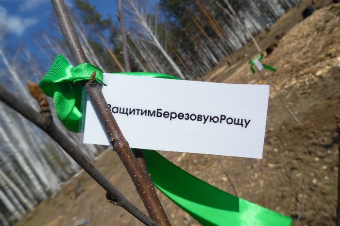 Горожане заново посадили деревья в вырубленной в Краснолесье берёзовой роще