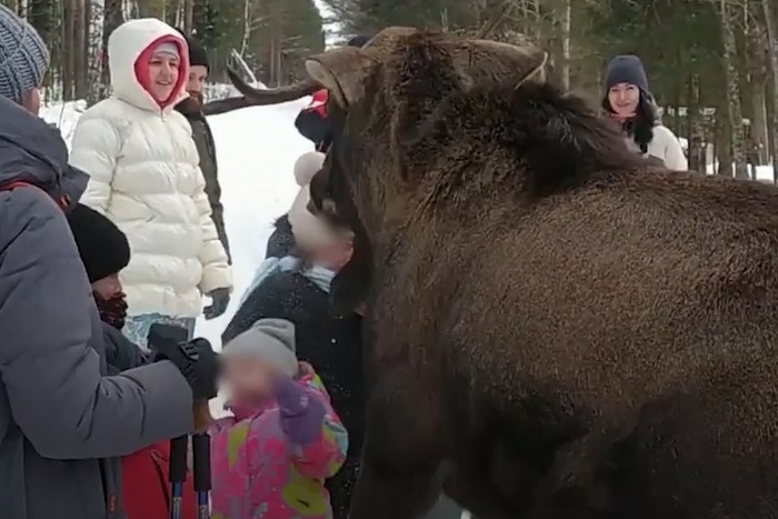 На Урале лось напал на туристов