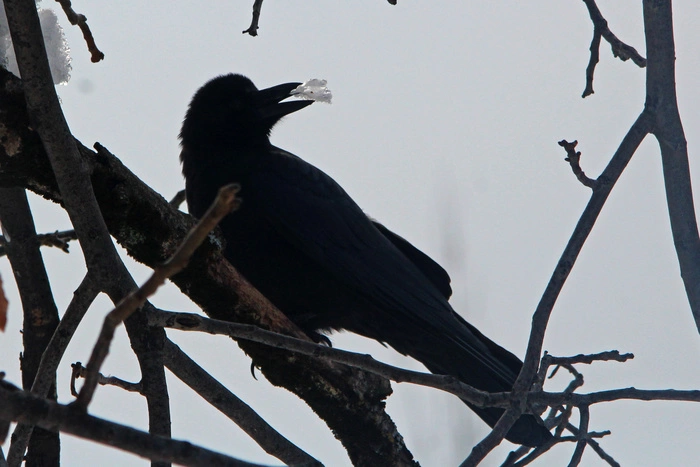 В Подмосковье: тяжелая ветка проломила череп ребенку
