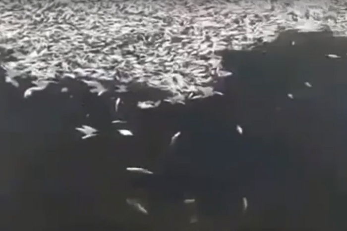 В свердловском озере рыба гибнет в массовом порядке
