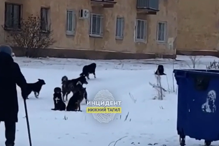 В свердловском городе стая собак преследует детей и пенсионеров