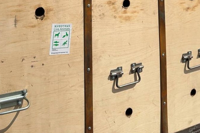 Пассажирка весом 245 килограммов прилетела в Екатеринбург в багажном отсеке