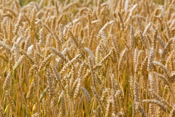 Урожайный холод: как лето 2017-го повлияет на аграрный бизнес