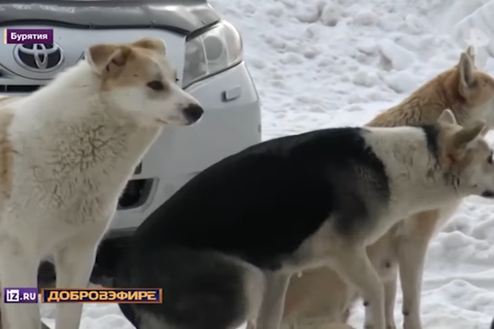 В Карпинске бродячие собаки искусали двух подростков