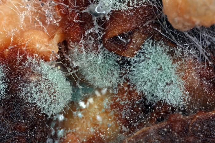 Из «просрочки» делают салаты, плесень на колбасе моют Fairy