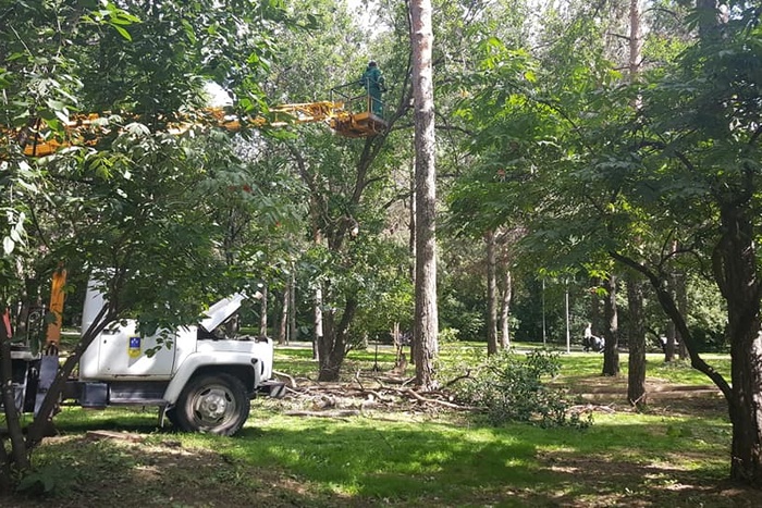 УГМК начала вырубку деревьев в Зеленой роще